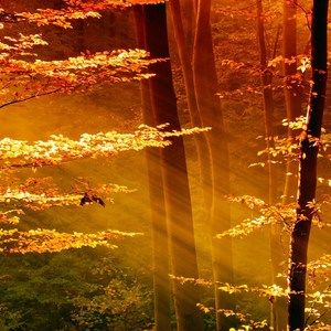 Meet your Posher, Orchid